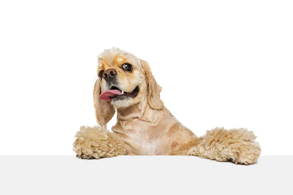 Close-up face of beautiful cute dog, Cocker Spaniel posing isolated on white background. Concept of motion, pets love, animal life. — ストック写真