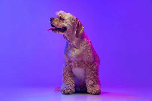Retrato de cor dourada cão de raça pura, Cocker Spaniel posando isolado no fundo do estúdio roxo em luz de néon. Conceito de movimento, animais de estimação amor, vida animal, veterinário. — Fotografia de Stock