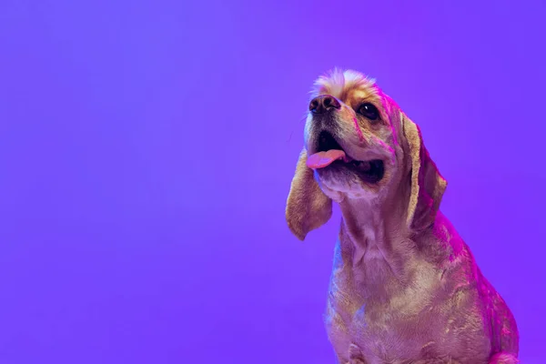Closeup. Portrait of golden color purebred dog, Cocker Spaniel posing isolated on purple studio background in neon light. Concept of motion, pets love, animal life, vet. — стоковое фото