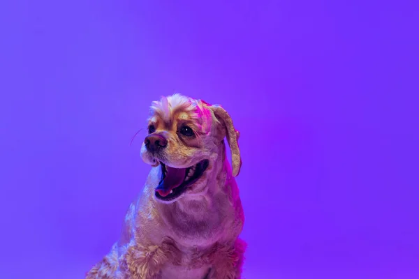 Primo piano. Ritratto di cane di razza dorata, Cocker Spaniel posa isolato su sfondo viola studio in luce al neon. Concetto di movimento, animali domestici amore, vita animale, veterinario. — Foto Stock