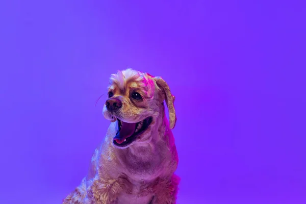 Fecha a porta. Retrato de cor dourada cão de raça pura, Cocker Spaniel posando isolado no fundo do estúdio roxo em luz de néon. Conceito de movimento, animais de estimação amor, vida animal, veterinário. — Fotografia de Stock