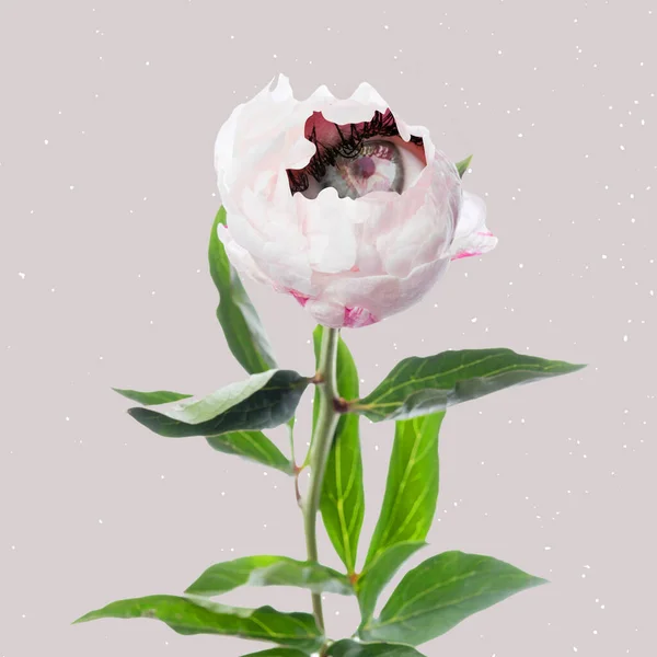 Kreative konzeptionelle und farbenfrohe Collage mit weißer Pfingstrosenblume mit einem Auge im Inneren auf hellem Hintergrund. Modernes Design. Zeitgenössische Kunst. Schönheit, Kunst, Vision — Stockfoto