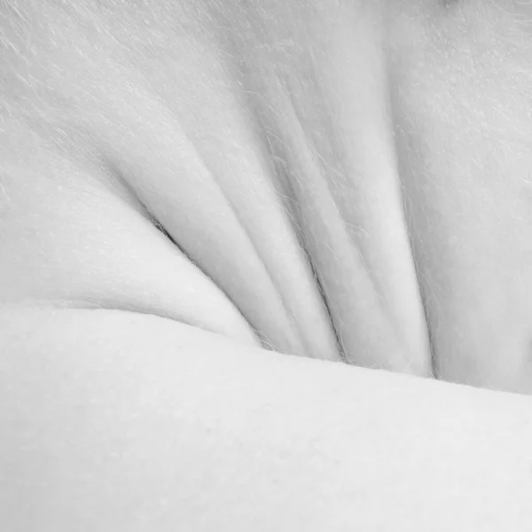 Fotografi makro. Tekstur mendetail dari kulit manusia. Tutup bagian tubuh wanita. Skincare, perawatan tubuh, kesehatan, kebersihan dan konsep pengobatan. — Stok Foto