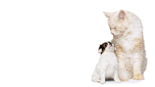 Grote en kleine huisdieren. Portret van schattige kat en schattig puppy geïsoleerd op witte achtergrond. Concept van dierlijk leven, vriendschap, interactie. Collage — Stockfoto