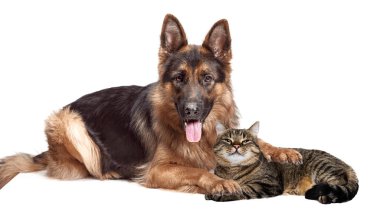 Arkadaşız. Beyaz arka planda izole bir şekilde yerde yatan güzel kedi ve çoban köpeğinin portresi. Hayvan hayatı, arkadaşlık, etkileşim konsepti. Kolaj