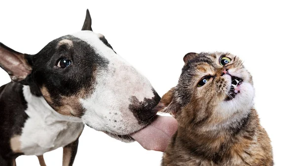 Portrait of beautiful cat and purebred dog isolated on white background. Animal life, friendship, interplay concept. Collage — Foto de Stock