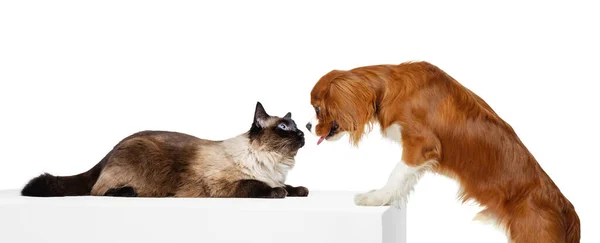 Retrato de gato bonito e cão de raça pura isolado no fundo branco. Vida animal, amizade, conceito de interação. Colagem — Fotografia de Stock