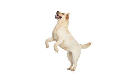 Beyaz stüdyo arka planında izole edilmiş güzel Labrador Retriever köpeğinin portresi. Mutlu görünüyor, mutlu. Güzellik kavramı, ilgi, evcil hayvanlar aşk, dinamik.