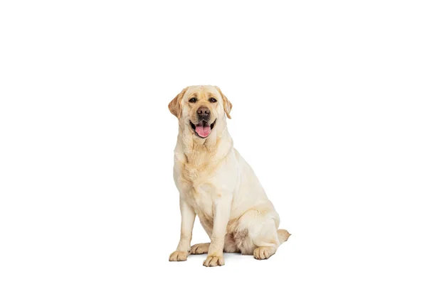 Studio shot του χαριτωμένου σκύλου, χρώμα κρέμα Labrador Retriever απομονώνονται σε λευκό φόντο στούντιο. Έννοια της κίνησης, δράση, τα κατοικίδια ζώα αγάπη, δυναμική. — Φωτογραφία Αρχείου