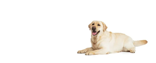 Flyer mit Porträt des Stammhundes Labrador Retriever, der isoliert auf weißem Studiohintergrund posiert. Konzept von Bewegung, Aktion, Haustierliebe, Dynamik. — Stockfoto
