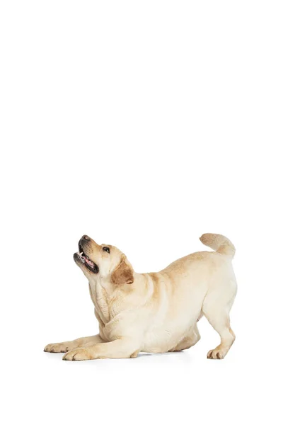 Studio shot of cute dog, cream color Labrador Retriever isolated on white studio background. Concept of motion, action, pets love, dynamic. — Stock fotografie