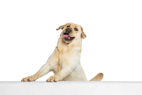 Half-length portrait of adorable Labrador Retriever, cute dog looking at camera isolated on white studio background. Concept of motion, action, pets love, dynamic. — Photo