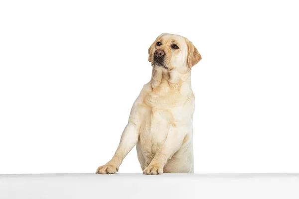 Πορτρέτο του όμορφου σκύλου Labrador Retriever απομονώνονται σε λευκό φόντο στούντιο. Φαίνεται χαρούμενος, χαρούμενος. Έννοια της ομορφιάς, φροντίδα, τα κατοικίδια ζώα αγάπη, δυναμική. — Φωτογραφία Αρχείου