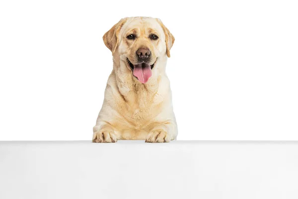 Μισού μήκους πορτρέτο του αξιολάτρευτου Λαμπραντόρ Ριτρίβερ, χαριτωμένο σκυλί κοιτάζοντας κάμερα απομονωμένη σε λευκό φόντο στούντιο. Έννοια της κίνησης, δράση, τα κατοικίδια ζώα αγάπη, δυναμική. — Φωτογραφία Αρχείου