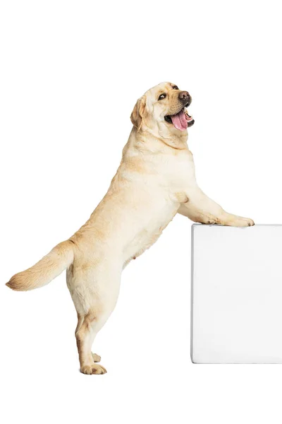 Portrait of beautiful Labrador Retriever dog isolated on white studio background. Looks happy, delighted. Concept of beauty, care, pets love, dynamic. — Stock Fotó