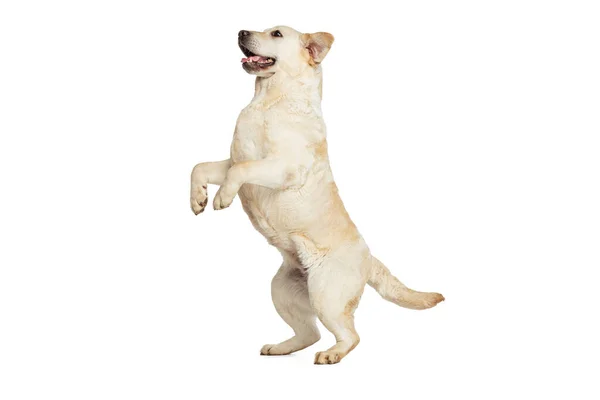 Porträt eines entzückenden Labrador Retrievers, der isoliert auf weißem Studiohintergrund posiert. Konzept von Bewegung, Aktion, Haustierliebe, Dynamik. — Stockfoto