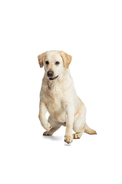 Studio shot of cute dog, cream color Labrador Retriever isolated on white studio background. Concept of motion, action, pets love, dynamic. — kuvapankkivalokuva