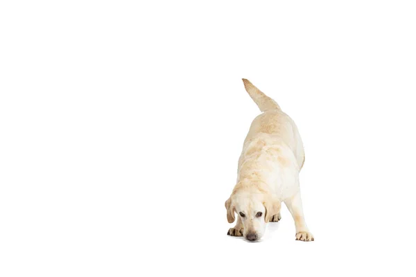 血統の犬の肖像画とフライヤー,ラブラドール取得白いスタジオの背景に隔離された魅力.動き、行動、ペットの愛、動的の概念. — ストック写真
