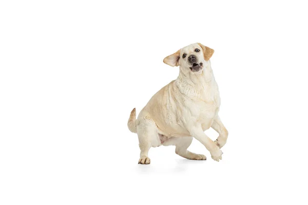 Retrato de hermoso perro Labrador Retriever aislado sobre fondo de estudio blanco. Parece feliz, encantado. Concepto de belleza, cuidado, mascotas amor, dinámica. —  Fotos de Stock