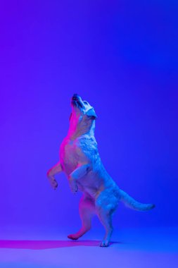 Güzel altın Labrador 'un dinamik portresi. Saf köpek, neon rengi parlak mavi stüdyo arka planında izole edilmiş. Hayvan, hayvan, güzellik, moda kavramı