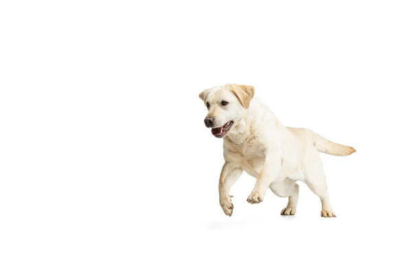 Πορτρέτο του όμορφου σκύλου Labrador Retriever απομονώνονται σε λευκό φόντο στούντιο. Φαίνεται χαρούμενος, χαρούμενος. Έννοια της ομορφιάς, φροντίδα, τα κατοικίδια ζώα αγάπη, δυναμική. — Φωτογραφία Αρχείου
