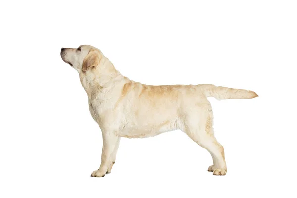 래브라도 리트리버 (Labrador Retriever) 의귀여운 초상화가 화이트 스튜디오 배경에서 고립된 포즈를 취한다. 움직임, 행동, 애완 동물 사랑, 역동성의 개념. — 스톡 사진