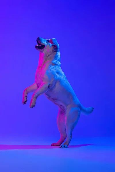 Portrait of beautiful golden Labrador, purebred dog posing isolated on bright blue studio background in neon. Concept of animal, pets, beauty, fashion —  Fotos de Stock