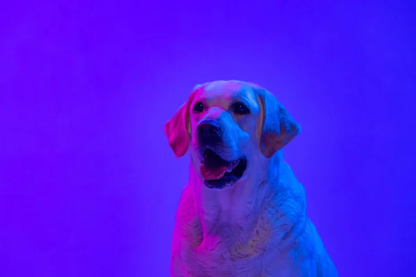 Portrait of beautiful golden Labrador, purebred dog posing isolated on bright blue studio background in neon. Concept of animal, pets, beauty, fashion —  Fotos de Stock