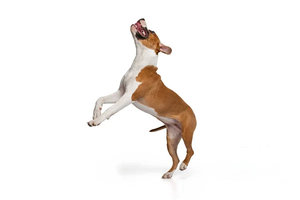 Studio shot of cute happy puppy of Staffordshire terrier dog palying isolated on white studio background. Looks happy, delighted. — ストック写真