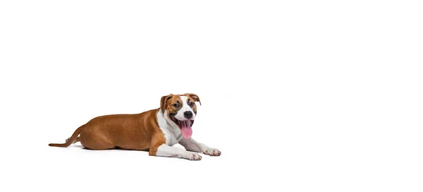 Volador con un perro terrier de Staffordshire tirado en el suelo aislado sobre fondo blanco del estudio. Parece feliz, encantado. Concepto de movimiento, acción, mascotas amor —  Fotos de Stock