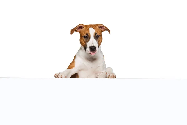 Half-length portrait of Staffordshire terrier dog posing isolated on white studio background. Looks happy, delighted. Concept of motion, action, pets love — Fotografia de Stock