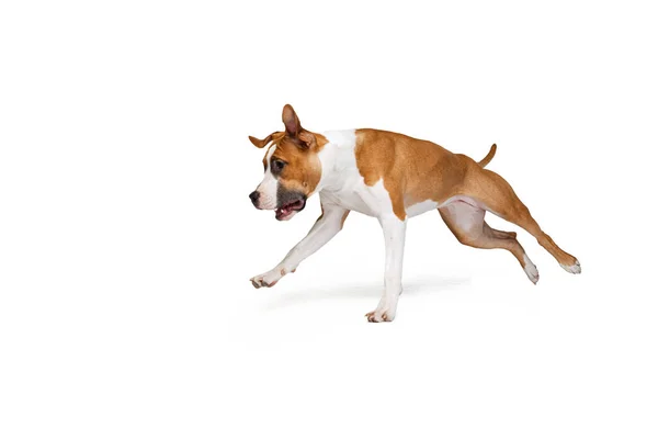 Un perro Staffordshire terrier posando aislado sobre fondo blanco del estudio. Parece feliz, encantado. Concepto de movimiento, acción, mascotas amor —  Fotos de Stock