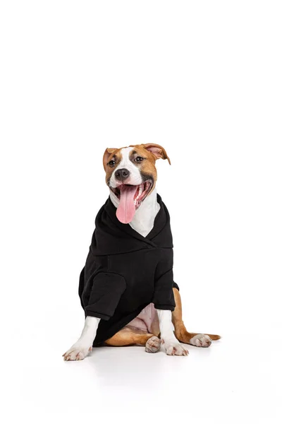 Retrato de lindo cachorro de Staffordshire terrier perro con suéter negro aislado sobre fondo blanco. Concepto de moda animal, ropa, belleza —  Fotos de Stock