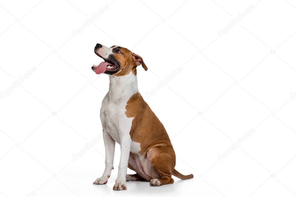 Portrait of cute puppy of Staffordshire terrier dog isolated on white studio background. Looks happy, delighted.