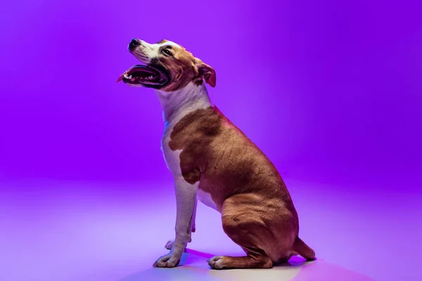 Pedigree dog, Staffordshire terrier posing isolated on purple studio background in neon. Looks happy, delighted. — Stock Photo, Image