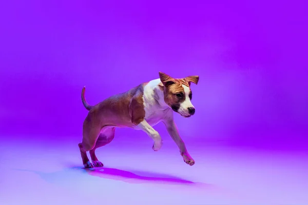 Young pedigree dog, Staffordshire terrier running isolated on purple studio background in neon. Looks happy, delighted. — Photo