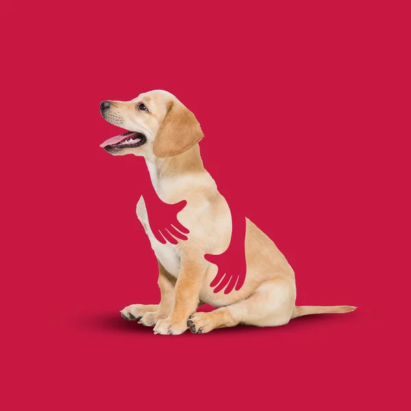 Σύγχρονη τέχνη κολάζ με όμορφο χαριτωμένο κουτάβι Λαμπραντόρ σκυλί που αγκαλιάζεται από ζωγραφισμένα ανθρώπινα χέρια πάνω από το κόκκινο φόντο. Ζώο, αγάπη, φροντίδα — Φωτογραφία Αρχείου