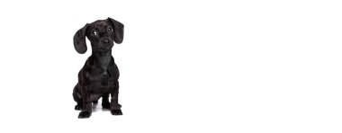 Beyaz stüdyo arka planında izole edilmiş şirin bir köpek yavrusu. Hareket kavramı, evcil hayvanlar, aşk, hayvan hayatı. El ilanı