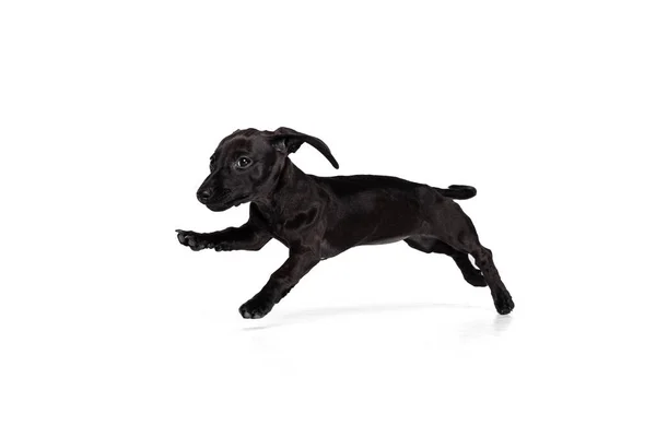 Hermoso cachorro de perro salchicha corriendo. tocando aislado sobre fondo blanco del estudio. Concepto de movimiento, mascotas amor, vida animal. — Foto de Stock