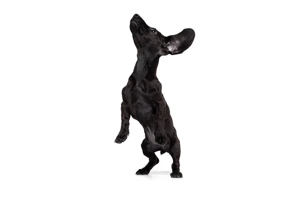 흰 스튜디오 배경에 고립된 채 포즈를 취하고 있는 닥스 훈 드 개의 귀여운 강아지. 움직임의 개념, 애완 동물 사랑, 동물의 생명. — 스톡 사진