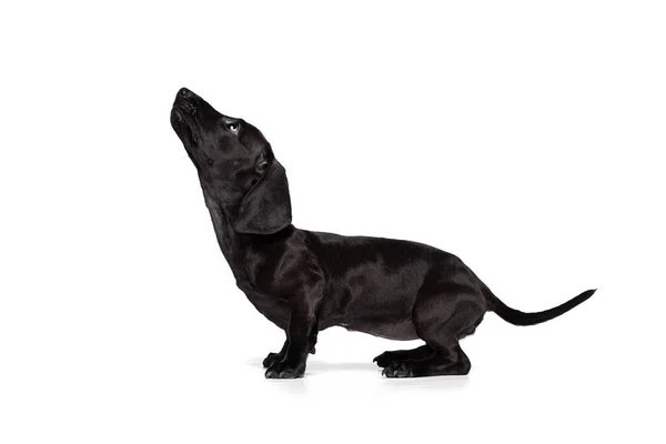 Profile view. Portrait of black dachshund dog training isolated on white studio background. Concept of motion, pets love, animal life. Funny puppy — Stockfoto