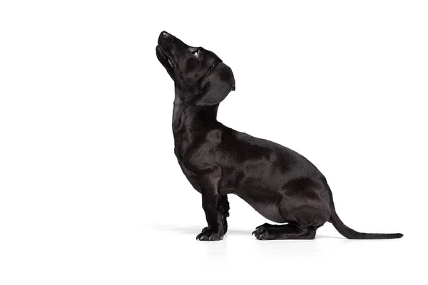 Vista de perfil. Retrato de perro dachshund negro entrenando aislado sobre fondo de estudio blanco. Concepto de movimiento, mascotas, amor, vida animal. Cachorro divertido — Foto de Stock