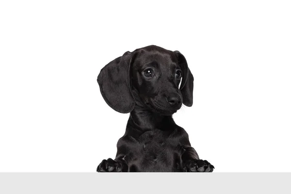 Retrato de medio cuerpo de lindo perro salchicha posando aislado sobre fondo de estudio blanco. Concepto de raza, movimiento, mascotas amor, vida animal. — Foto de Stock