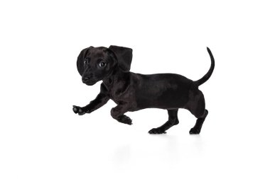 Güzel bir köpek yavrusu koşuyor. Beyaz stüdyo arka planında izole edilmiş oynuyor. Hareket kavramı, evcil hayvanlar, aşk, hayvan hayatı..