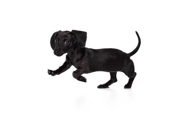 Hermoso cachorro de perro salchicha corriendo. tocando aislado sobre fondo blanco del estudio. Concepto de movimiento, mascotas amor, vida animal. — Foto de Stock