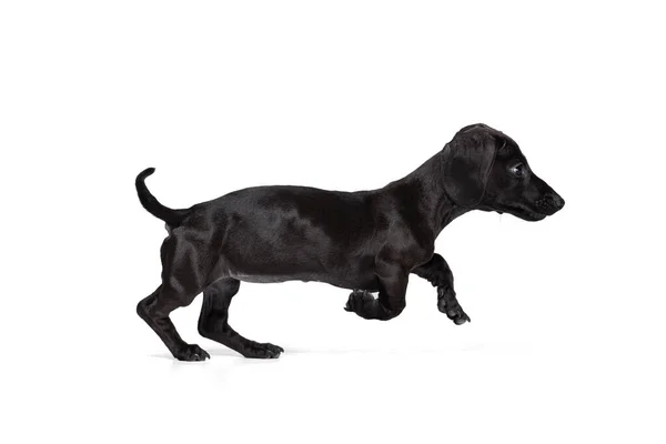 Hermoso cachorro de saltos de perro salchicha, corriendo aislado sobre fondo de estudio blanco. Concepto de movimiento, mascotas amor, vida animal. — Foto de Stock