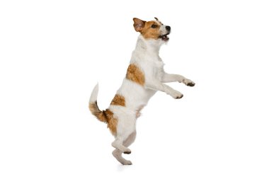 Kısa saçlı Jack Russell Terrier köpeği beyaz arka planda yalnız poz veriyor. Hayvan, üreme, veteriner, sağlık ve bakım kavramı