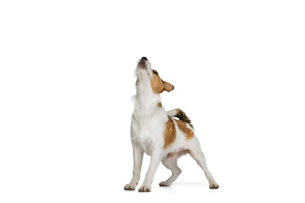 Retrato de bonito de cabelos curtos Jack russell cão terrier posando isolado no fundo branco. Conceito de animal, raça, veterinário, saúde e cuidados — Fotografia de Stock