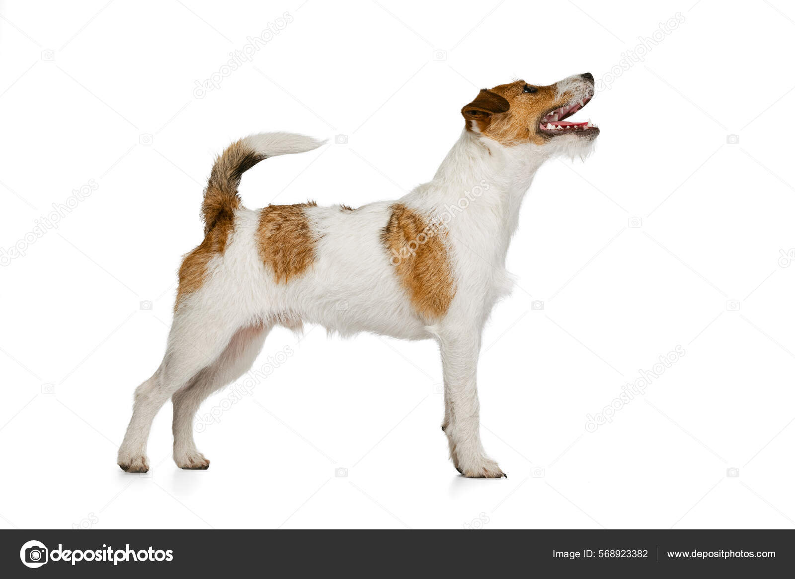 Jack Russell Terrier Side View Short-haired Jack Russell Terrier