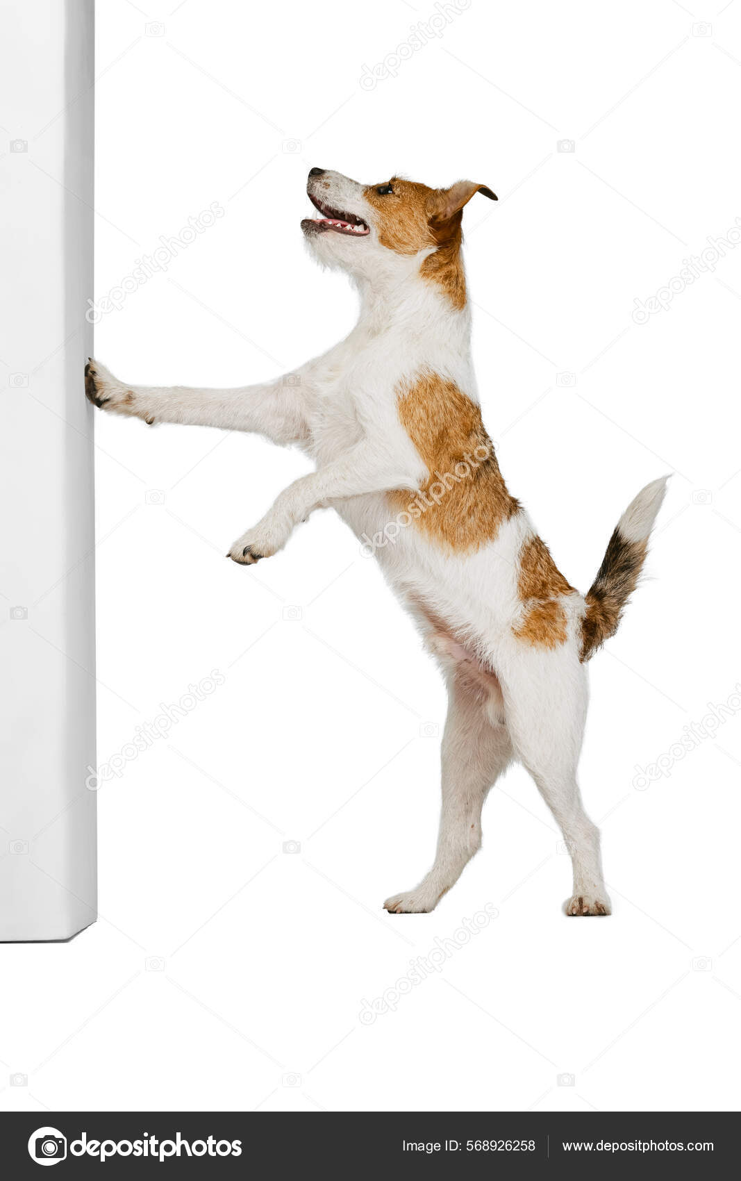 Long haired short legged shelling jack russell